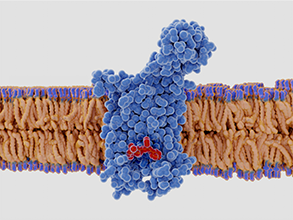 Therapeutic Target-Humanized Mice
